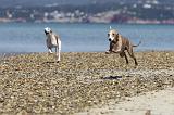 WHIPPET 008